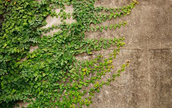 A weathered stone wall partially covered with green vines 